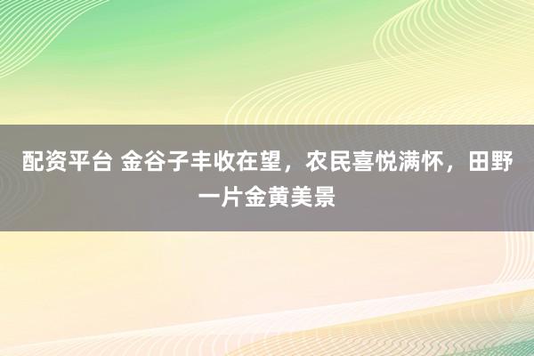 配资平台 金谷子丰收在望，农民喜悦满怀，田野一片金黄美景